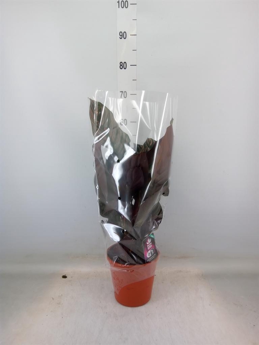 <h4>Calathea sanderiana</h4>