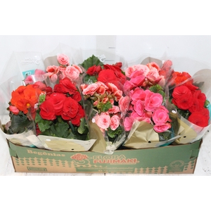 BEGONIA P11