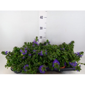 Scaevola aemula 'Blue Fan'