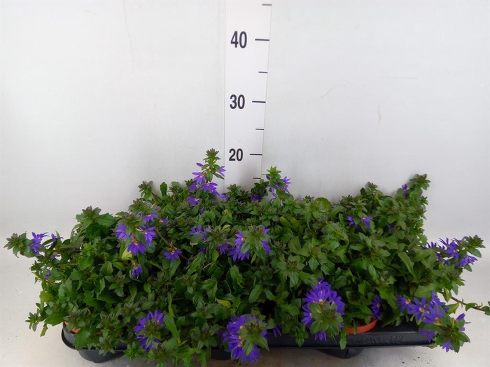 <h4>Scaevola aemula 'Blue Fan'</h4>