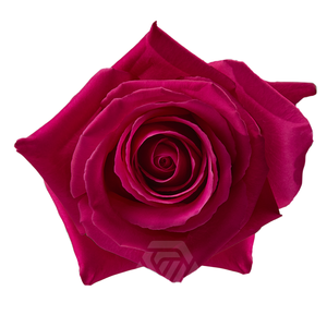 R GR PINK FLOYD Tessa
