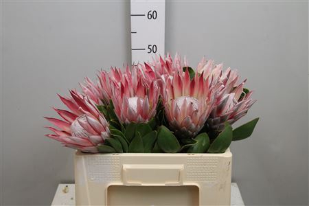 <h4>Protea Cynaroides</h4>