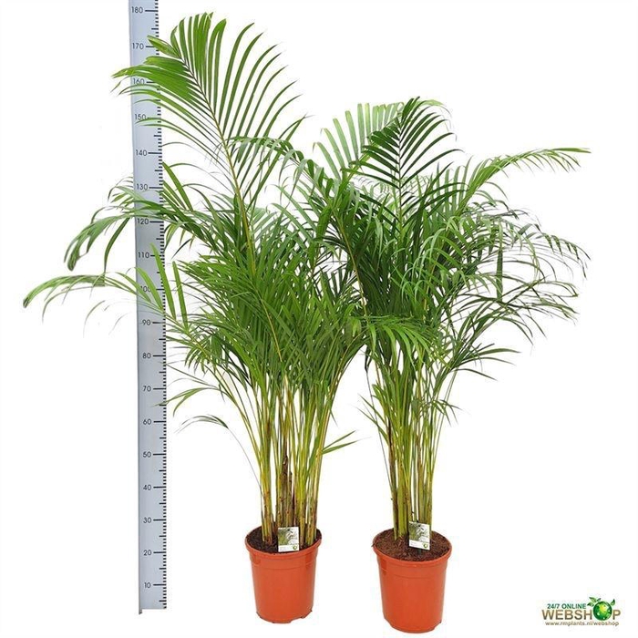 <h4>DYPSIS LUTESCENS</h4>