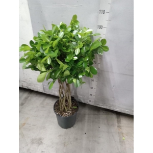 Ficus microcarpa 'Moclame'