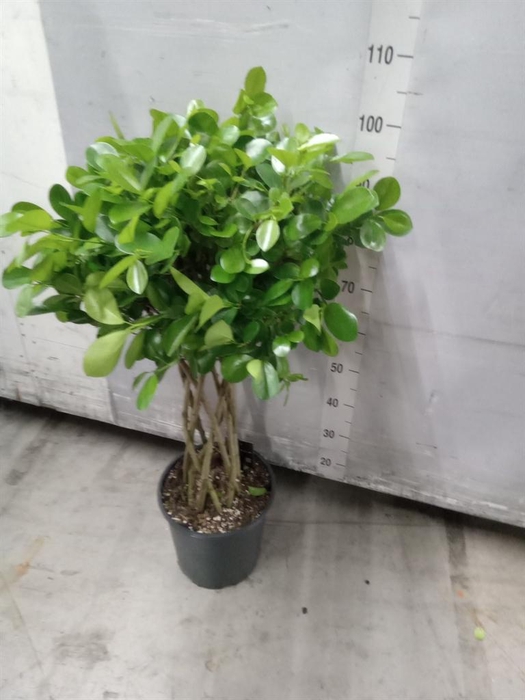 <h4>Ficus microcarpa 'Moclame'</h4>