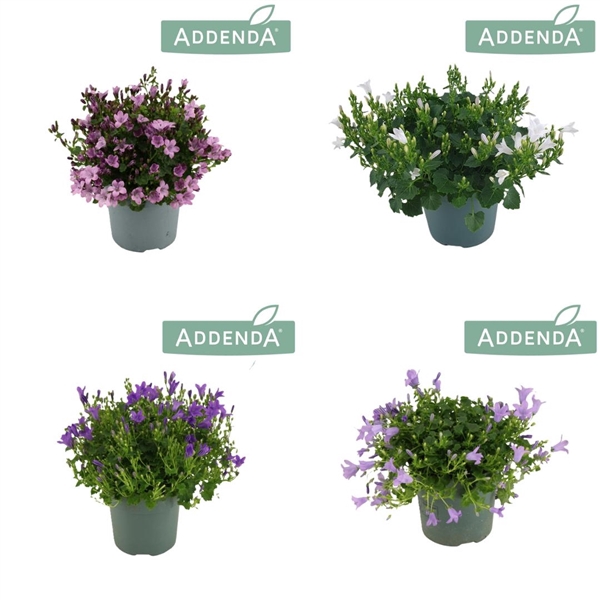 <h4>Campanula Addenda Mix 3-4 kleuren Mixlaag</h4>