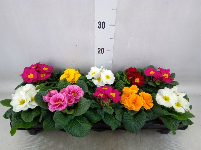 <h4>Primula ac.   ...mix</h4>