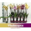 Phalaenopsis grootbloemig 3 tak gemengd MX 3-60 G, Gemengd in de tray