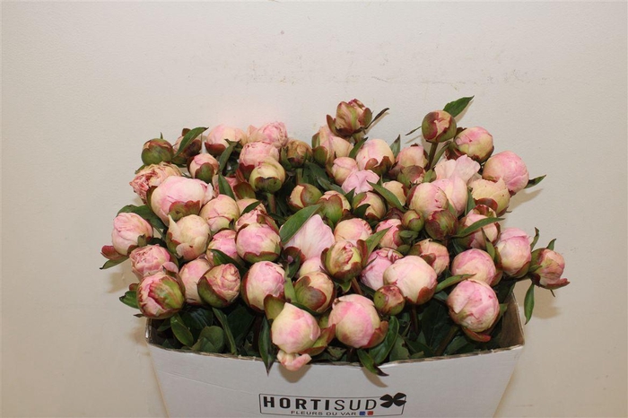 <h4>Paeo L Gardenia</h4>