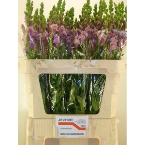 ANTIR MARY LAVENDER