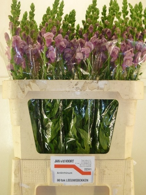 ANTIR MARY LAVENDER
