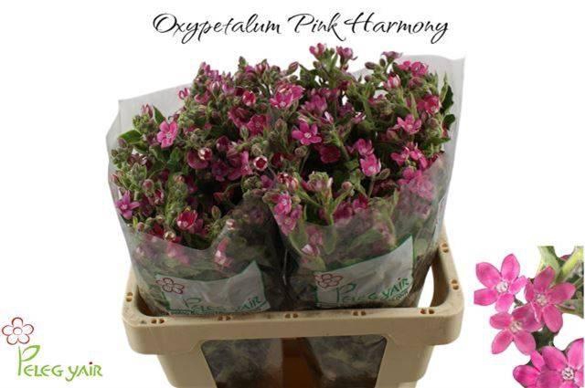 <h4>OXY CO PINK HARMONY</h4>