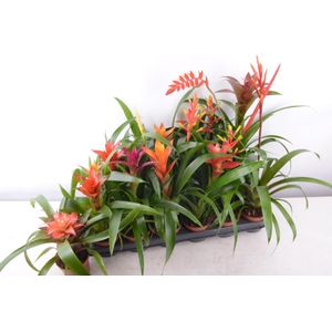 BROMELIA GEM 15 SRT