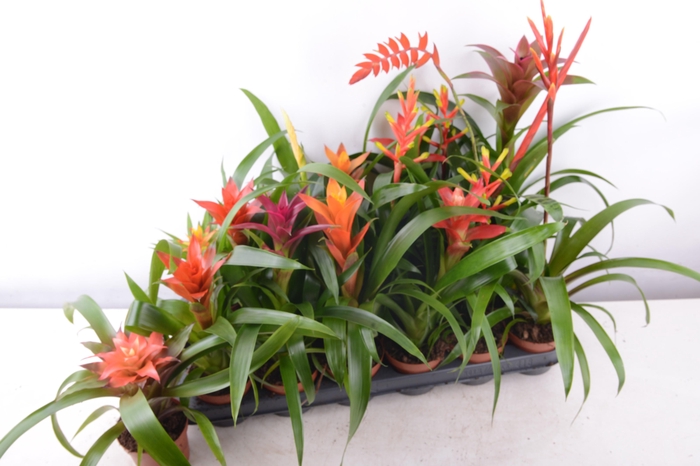 <h4>BROMELIA GEM 15 SRT</h4>