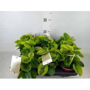 Peperomia obt. 'Obtipan'