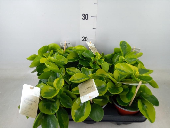 <h4>Peperomia obt. 'Obtipan'</h4>