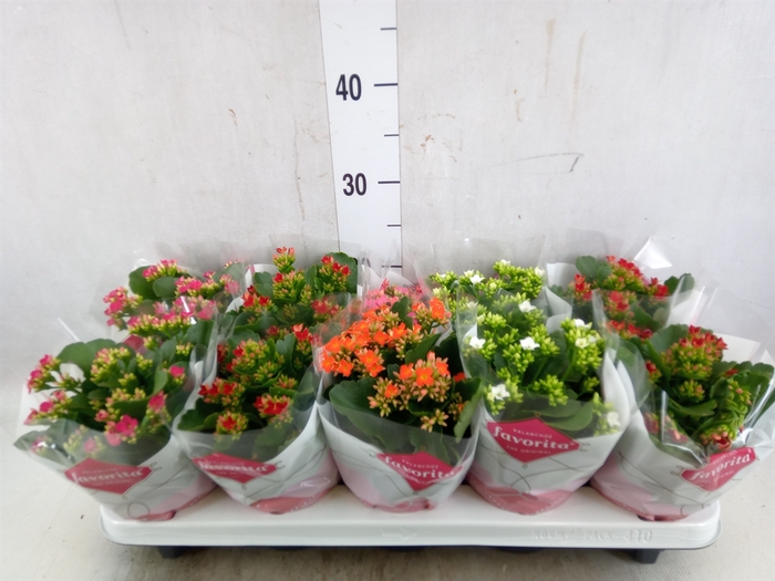 <h4>Kalanchoe blos.   ..mix 5</h4>