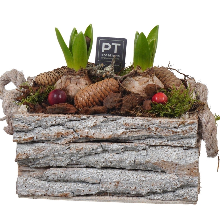 <h4>Arr.  Hyacinthus L%</h4>