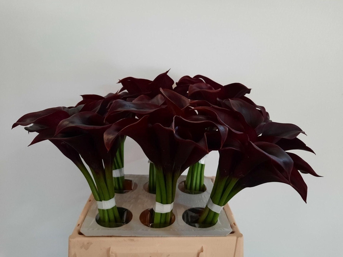 <h4>CALLA CANTOR ZANT CANTOR</h4>