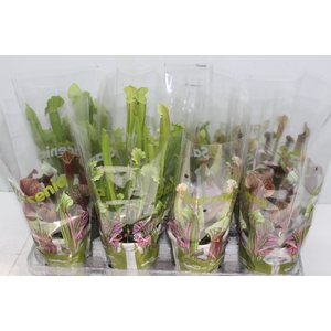 CARNIVORA SARRACENIA P12 VARIADO