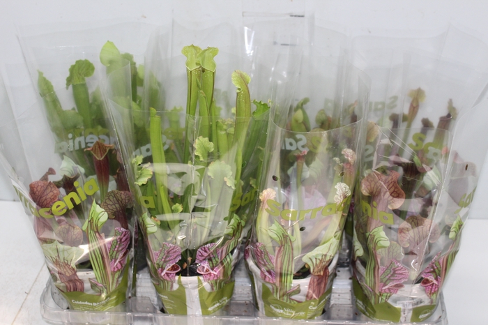 CARNIVORA SARRACENIA P12 VARIADO