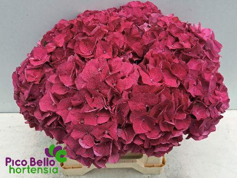 <h4>HYDR M CH RODEO RD</h4>