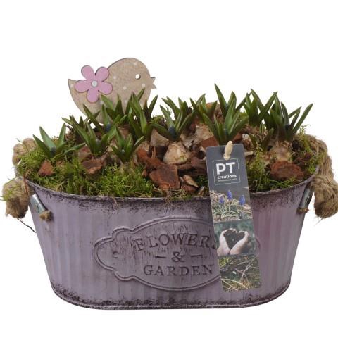 <h4>PTMB6162 Arrangement Muscari Blue in zink pot</h4>