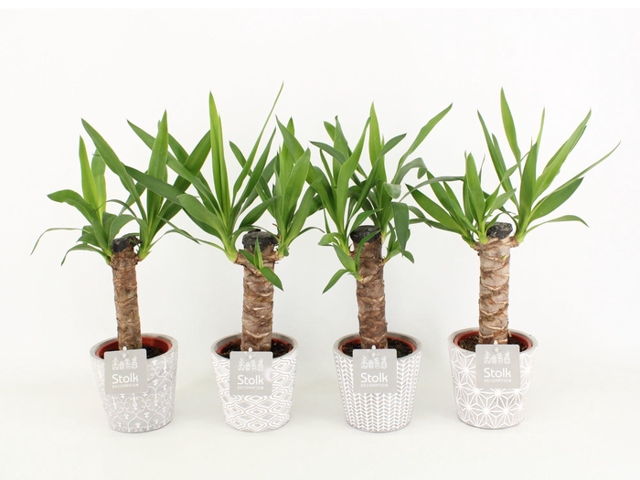 <h4>Yucca in Star Pot</h4>