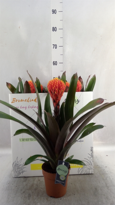 <h4>Guzmania  'Tala'</h4>