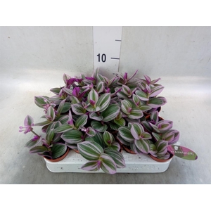 Tradescantia cerinth. 'Nanouk'