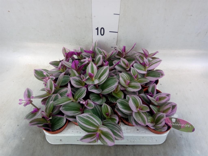<h4>Tradescantia cerinth. 'Nanouk'</h4>