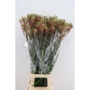 ANIGOZ JUDITH GREEN/RED 100CM