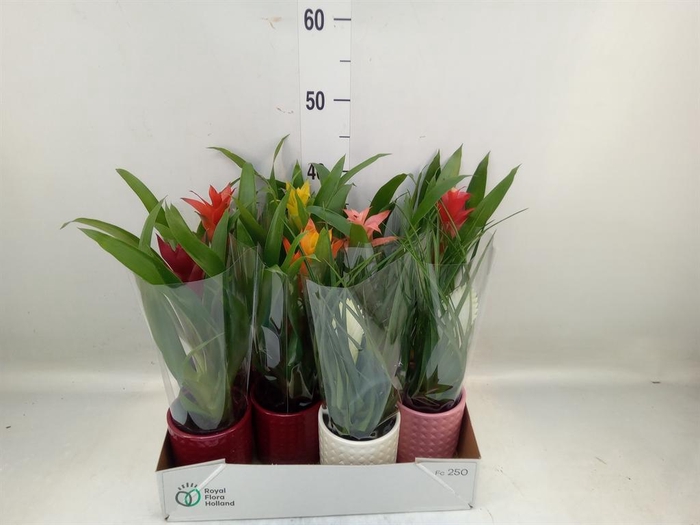 <h4>Bromelia   ...mix</h4>