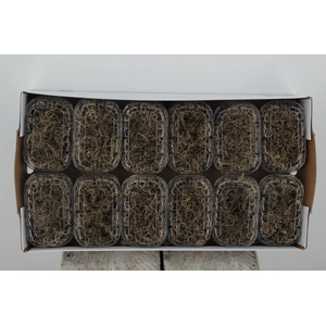 Moss Tillandsia Box Natural