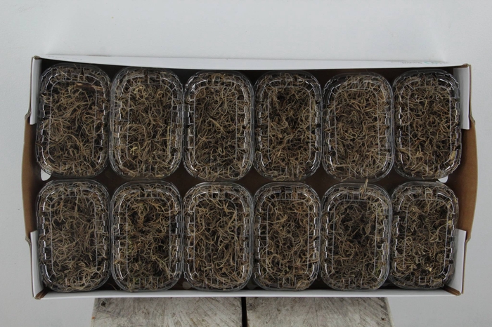 <h4>Moss Tillandsia Box Natural</h4>