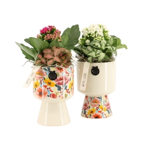 21816: Lovess arrangement