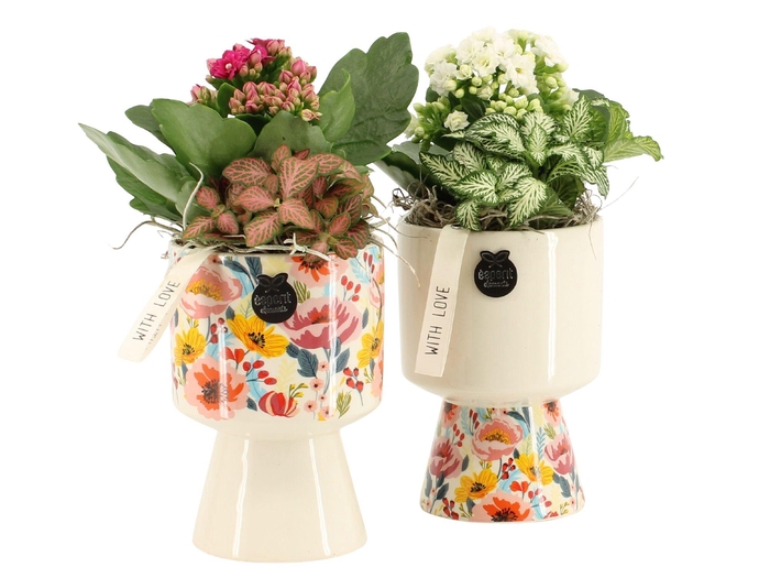 <h4>21816: Lovess arrangement</h4>