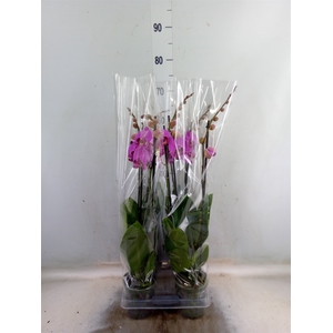 Phalaenopsis  'Street Spirit'