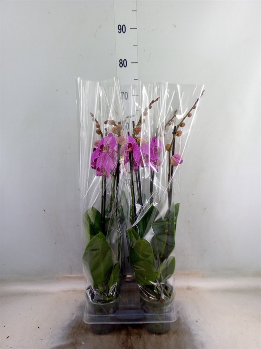 <h4>Phalaenopsis  'Street Spirit'</h4>