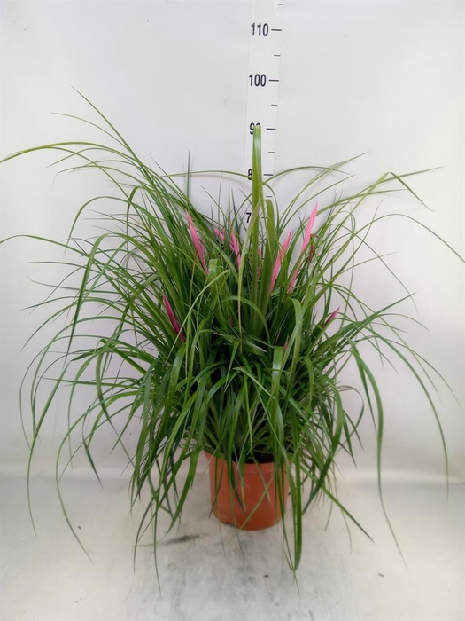 <h4>Billbergia x windii</h4>
