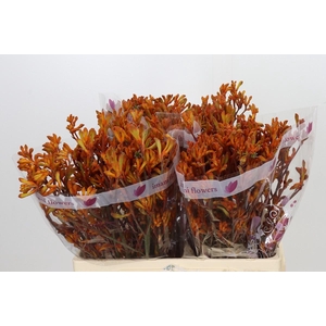 Anigozanthos Orange