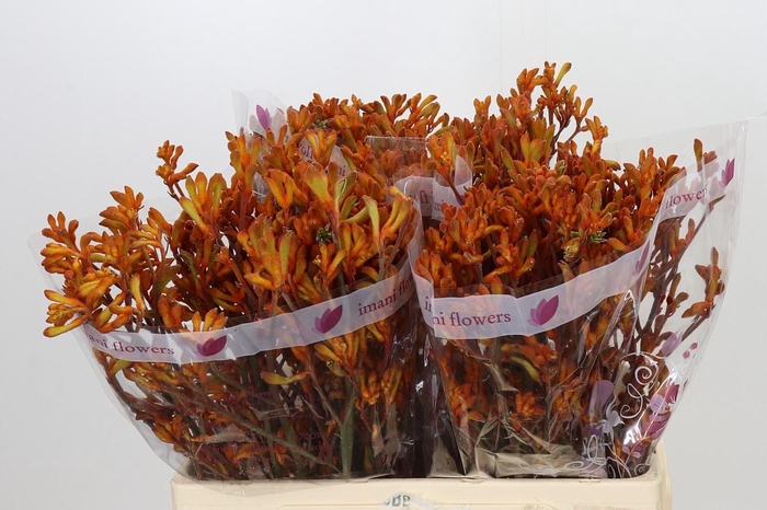 <h4>Anigozanthos Orange</h4>