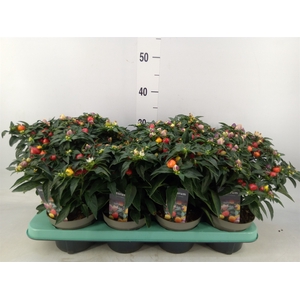 Capsicum annuum 'Autumn Daylight'
