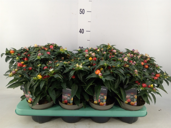<h4>Capsicum annuum 'Autumn Daylight'</h4>