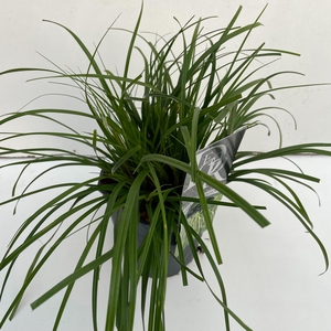 Graminées Carex 'Evergreen'