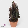 Euphorbia trigona Rubra