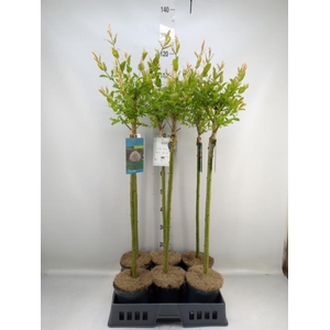 Salix integra 'Hakuro Nishiki'