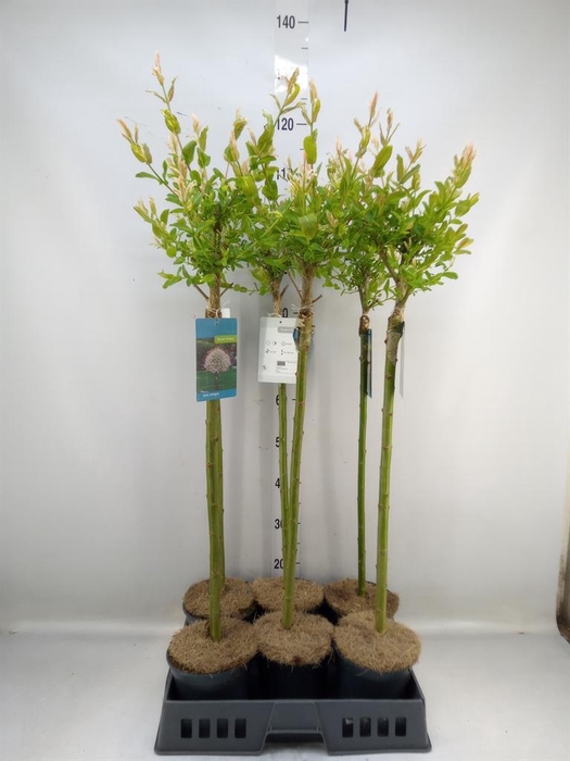 <h4>Salix integra 'Hakuro Nishiki'</h4>