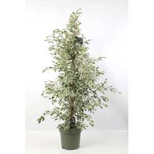 Ficus benj. Starlight