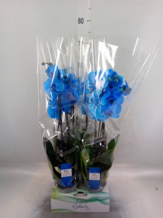 <h4>Phalaenopsis   ...</h4>